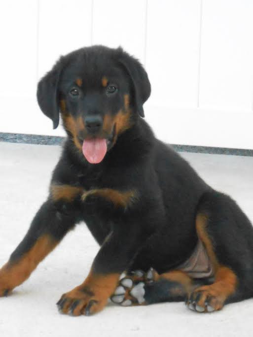 domainedelalicorne.fr Elevage de beauceron chiot beauceron pure race élevage du clos de la licorne elevage des gardiens de la licorne elevage beauceron noir et feu authentique gros gabarits élevage de Beauceron familial sérieux et qualité domainedelalicorne.fr suivi des chiots conseil d’éducation chiot propre bas rouge santé caractère spécialiste du beauceron noir et feu ou arlequin chien rustique berger de France  nos chiots sont élevés avec amour et attention notre passion au service de la qualité Beauceron de qualité et sportif domaine de la licorne 04380 BARRAS élevage en liberté éleveur berger de beauce élevage de beauceron de travail 